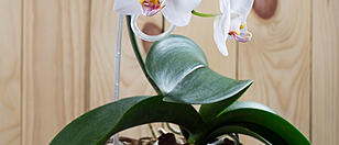 White orchid in pot