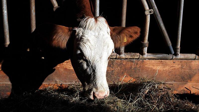 Nach 37 Jahren Aus für Milchquoten: EU sieht für Bauern "weißes Gold"