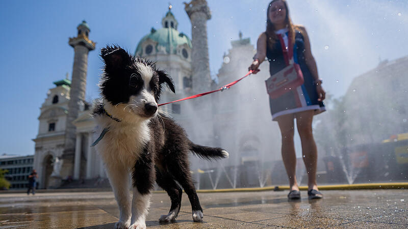 ++ THEMENBILD ++ WETTER / SOMMER / HITZE / TIERE