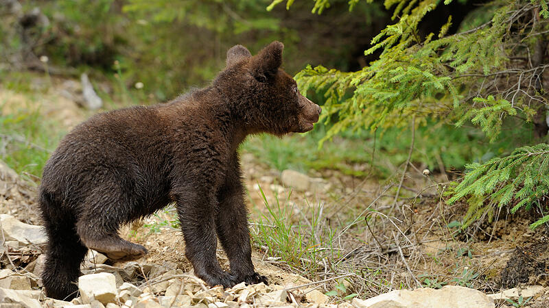 Bär Babybär Bärenjunge