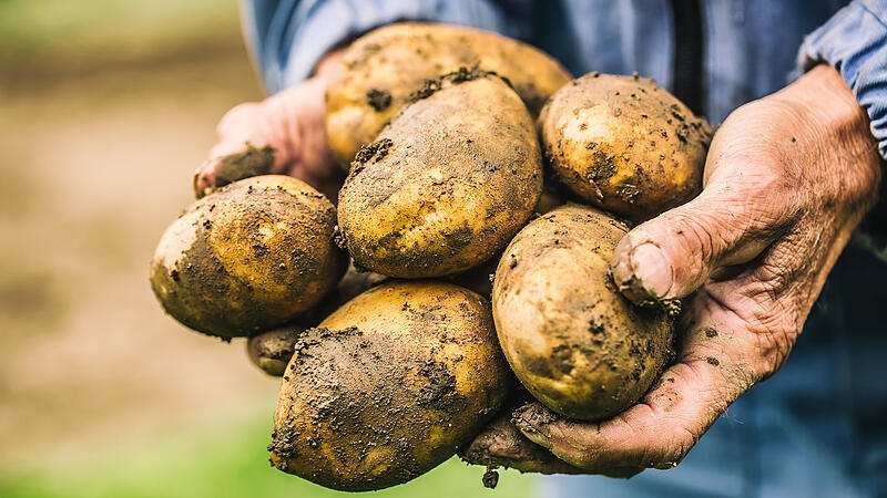 Old hand of farmer holding fresh organic potatoes.