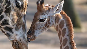 Tierischer Export: Giraffenbaby übersiedelt von Schmiding in die Niederlande