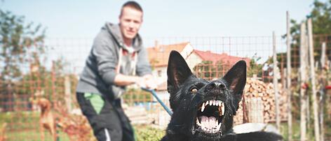 Arbeit mit "Problemhunden" war Tierquälerei