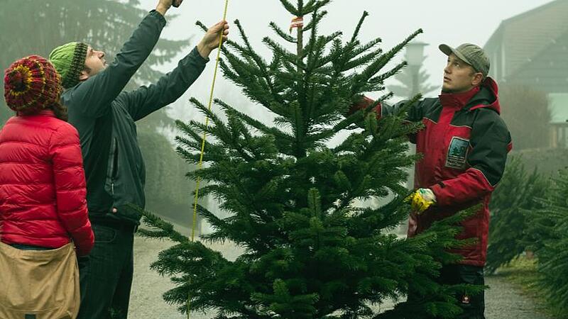 Saisonbeginn für die Christbaum-Bauern