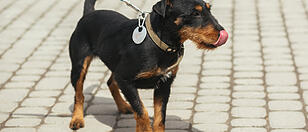 Volunteer walking with  happy stray Jagdterrier in shelter, adop