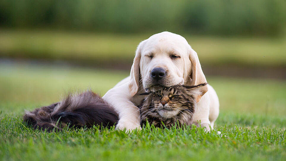 Hund und Katze