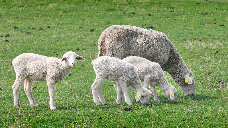 Ehe sie den Sommer auf der Weide verbringen, werden die Schafe geschoren.