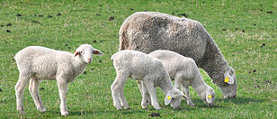 Ehe sie den Sommer auf der Weide verbringen, werden die Schafe geschoren.