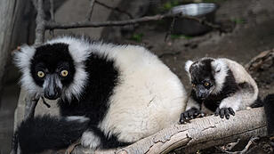 Neues Zuhause für Lemuren im Zoo Schmiding