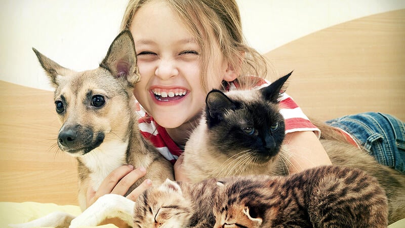 laughing child and a cat and a dog