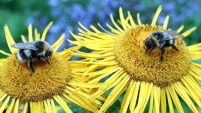 Spielende Bienen, lernende Hummeln: Insekten haben ein Bewusstsein