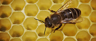 Bienen Honig