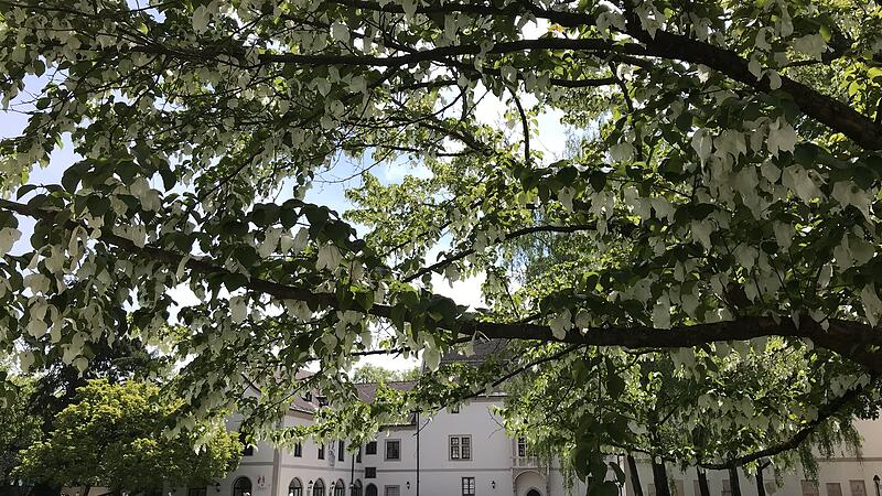 Die Bäume der Superlative bei einem Spaziergang durch die Stadt entdecken