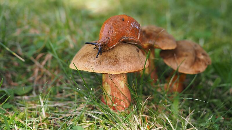 Die schönsten Waldfotos unser Leserinnen und Leser