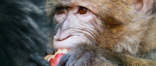 monkey eating an apple