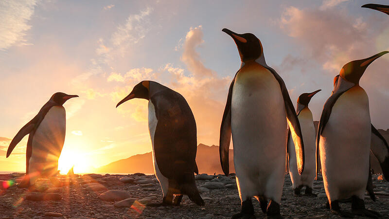 Kein Schutz für 300.000 Pinguine