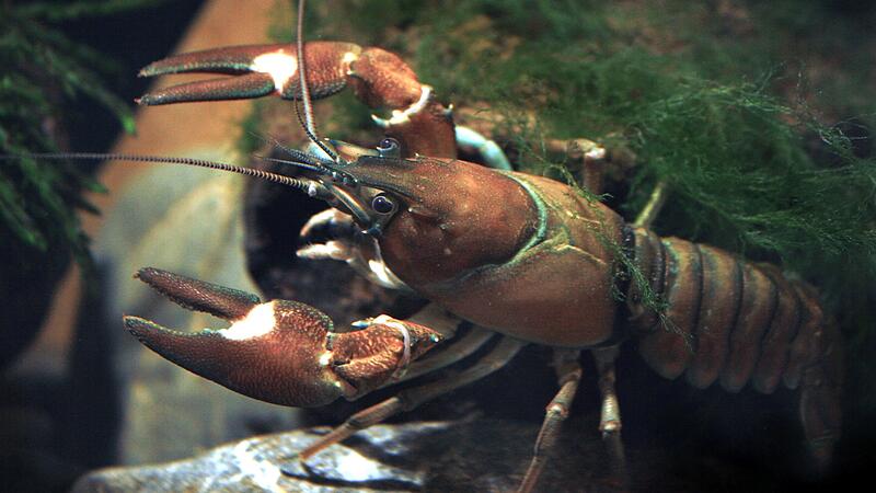 Kauwerkzeuge gegen invasive Krebse