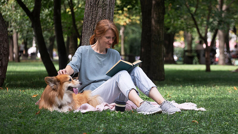 Hund Lesen Park Buch