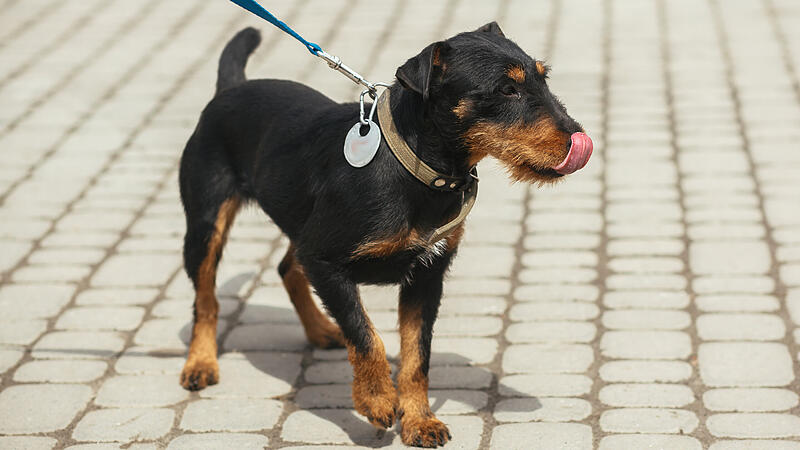 Volunteer walking with  happy stray Jagdterrier in shelter, adop