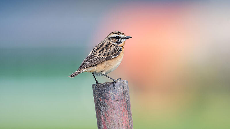 Bedrohtes Braunkehlchen ist Vogel des Jahres