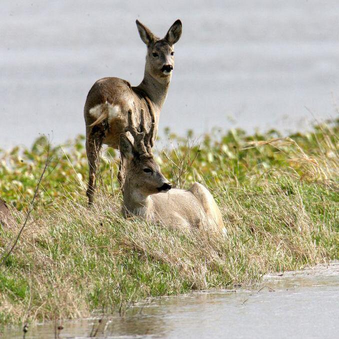 Kaum Treibjagden nach der gro en Flut Nachrichten.at