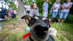 "Bark Date" in Wien: Tierschutzhunde suchen ein Zuhause