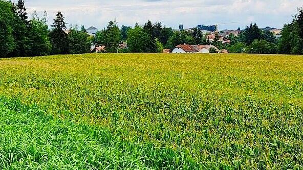 Quehenberger will von Ried aus die Region beliefern. Der Betriebsgrund für das Logistikzentrum ist noch ein Feld.