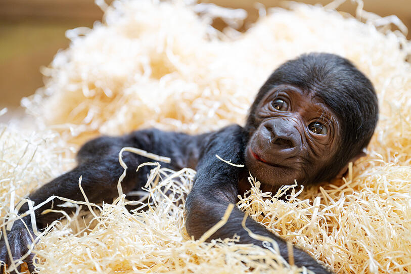 Erstes Gorillababy in Schmiding geboren
