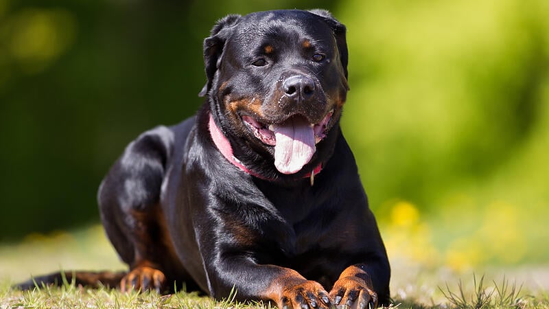 Rottweiler dog outdoors in nature