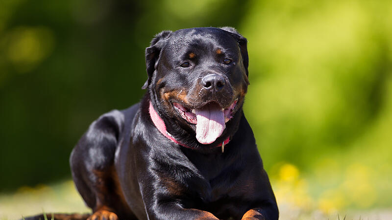 Rottweiler dog outdoors in nature