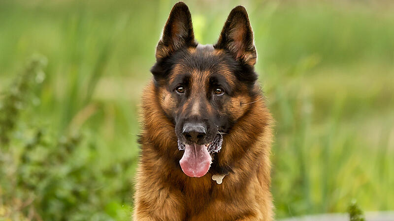 Adult German Shepherd Dog