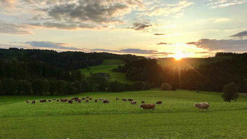 "Erzeugung von Bio-Heumilch ist Königsklasse"