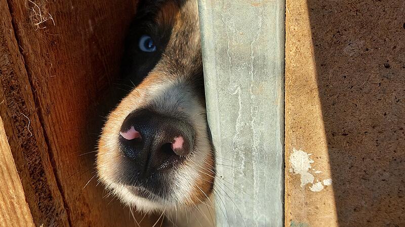 Katzen und Hunde gequält: Bedingte Haftstrafe verhängt