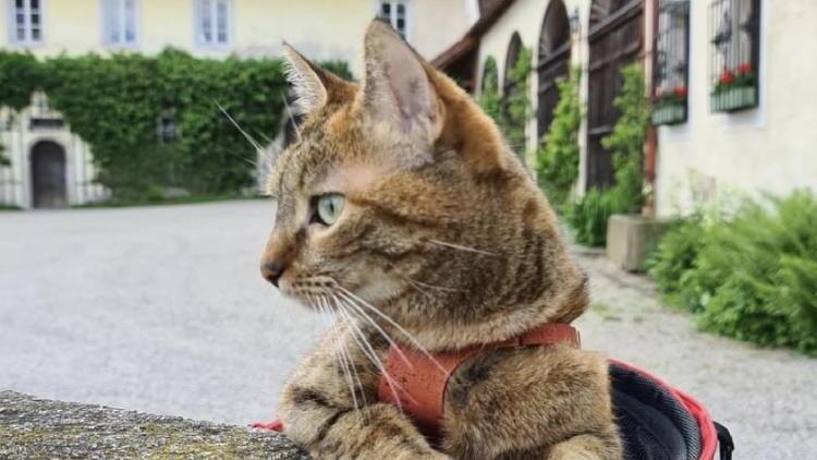 Eine der berühmtesten Katzen der Welt: Wie "Nala" die Burg Clam verzauberte