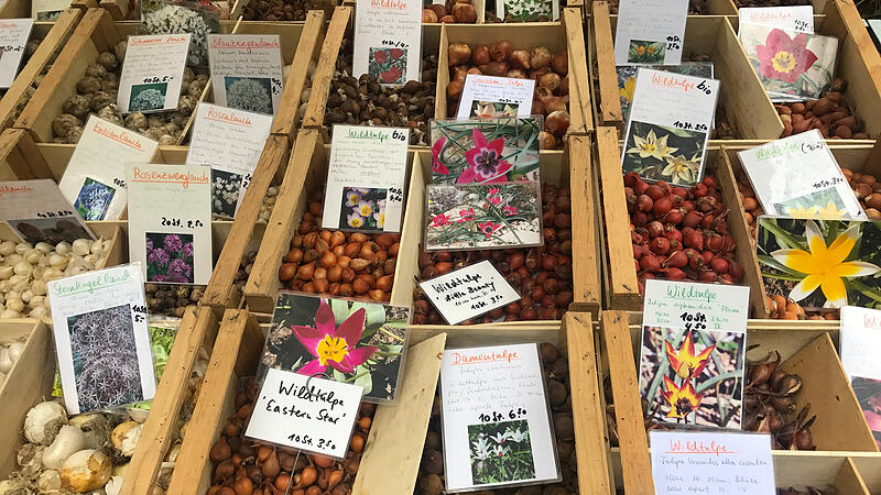 Herbst ist Zwiebelzeit im Garten