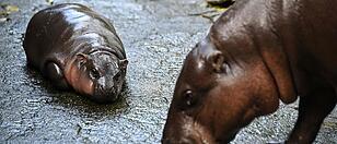 TOPSHOT-THAILAND-ANIMAL