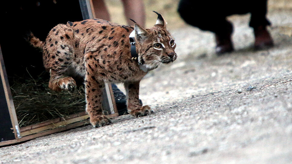 Luchs-Projekt Kalkalpen: "Lakota" soll in Pension gehen