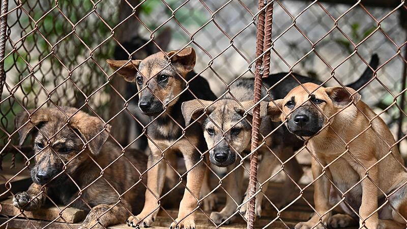 TOPSHOT-VIETNAM-ANIMAL-MEAT-DOG