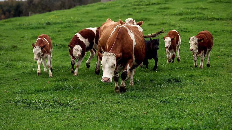  Milch mit gutem Gewissen genießen