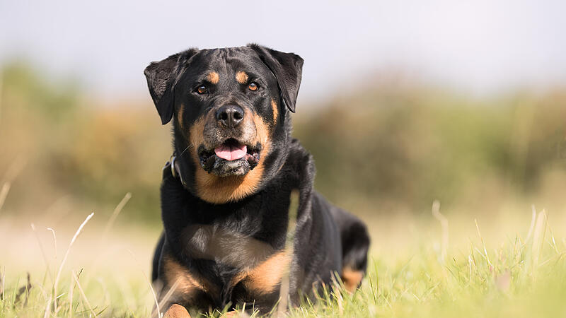 Rottweiler ab sofort in Quarantäne