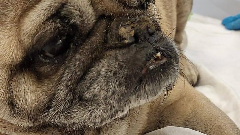 Vorwurf gegen Besitzerin: Mops nach Sturz tot