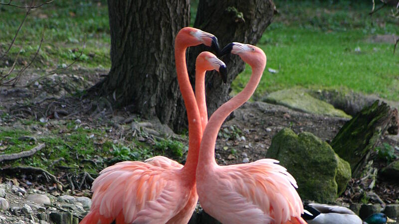 Invasion der rosaroten Flamingos