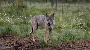 Antrag bei Berner Konvention: Der Wolf wird nach dem Beschluss auf EU-Ebene als „geschützt“ eingestuft.