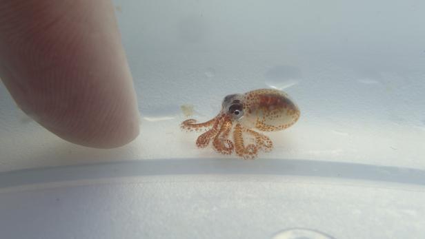 Baby-Oktopus gerettet: Kleiner als eine Fingerspitze