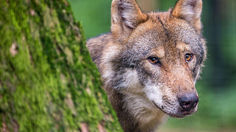 Die wachsende Sorge vor den Wölfen erreicht jetzt auch Brüssel