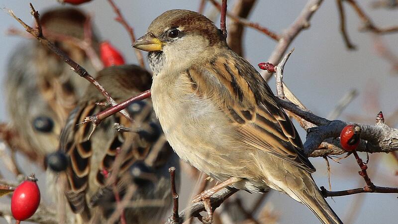 Die "Stunde der Wintervögel" schlägt