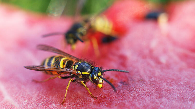 Wespen Obst Sommer