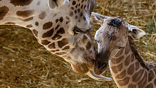 Giraffenbaby im Zoo Schmiding schmust mit seiner Mama