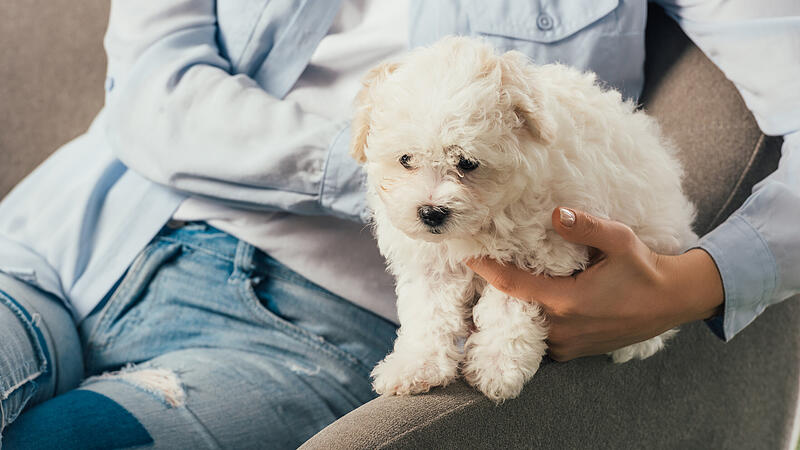 cropped view of woman holding Havanese puppy and sitting on armchair