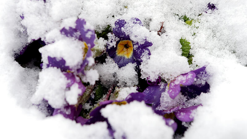 Am Wochenende weht der Föhn den Frühling ins Land